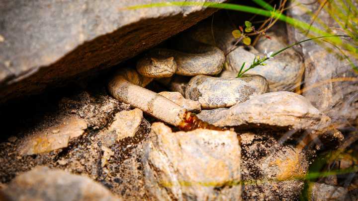 This Is The Most Snake-Filled National Park In The U.S.