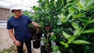 Florida farmers struggle as legal foreign workers worry about immigration crackdown