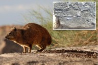 Fossils tied to ancient African mammal highlight butt-dragging habit that persisted for generations