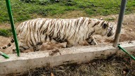 Tigre de Bengala se Escapa de Zoológico tras Lluvias en la Sierra Norte de Puebla