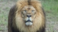 Akron Zoo's Tamarr the lion will no longer call public habitat home