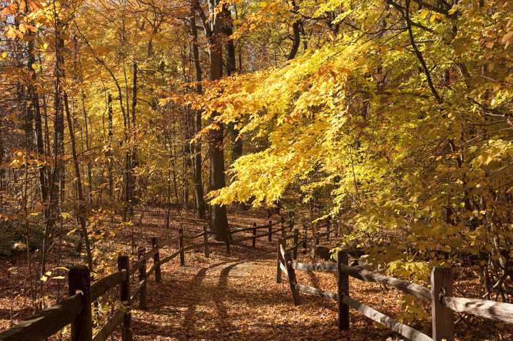 Here are all the best fall foliage trackers to bookmark for peak leaf