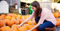 Cheapest supermarket for pumpkins named — and it's not Tesco or Lidl