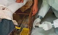 Refuerza Agricultura vigilancia contra influenza aviar AH5N1