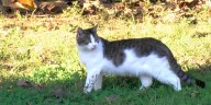 As Kentucky State Reformatory prepares to close, Humane Society rehomes cats from prison grounds
