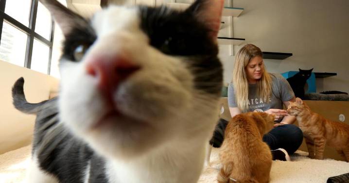 California bans declawing cats under new law
