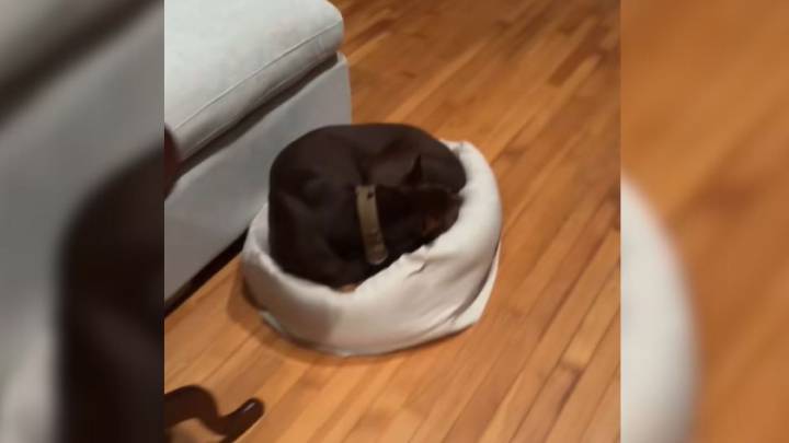 Doberman Loses His Bed Suddenly, But The Culprit Inside Shocks Georgia Owners