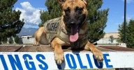 Man accused of stabbing CSPD K9 Roam formally charged Monday