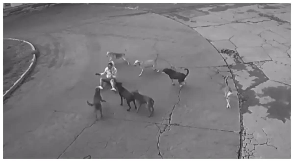 Mujer es atacada por siete perros en Ixtapaluca, Edomex; automovilista la rescata