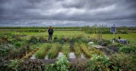 UK's first rice crop of risotto, basmati and sushi is harvested after record