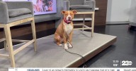 Wag Wednesday: Meet Patty from SOS Dog Rescue