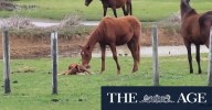 Disturbing scenes at Mt Eliza property