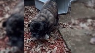 Rescued Iowa Pug Finds Healing And Love After Years In Breeding Facility