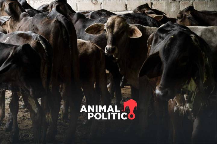 Texas propone reabrir puertos para ganado mexicano pese a suspensión por gusano barrenador