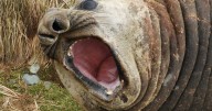 Seal deaths raise fears about nasty strain of bird flu