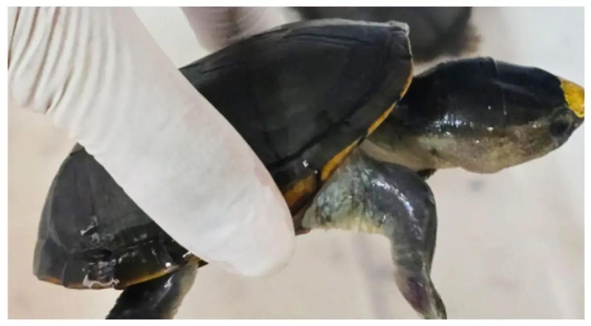 FGR y Profepa aseguran más de 2 mil tortugas, aletas de tiburón y buches de totoaba en Guadalajara