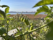 Tomato plants sprout on St. Lawrence riverbed in Longueuil amid low water levels