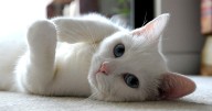 Cat parent in Lucknow? LMC now mandates ₹500 licence for your feline