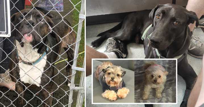 Councilwoman’s Dog Sparks Outrage: Deadly Dog Attack, Alleged Cover