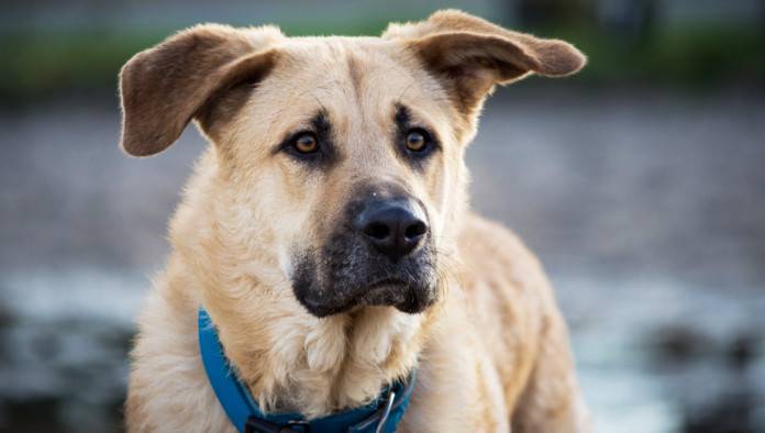 Calvinist Dog Corrects Owner: ‘No One Is A Good Boy’