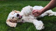 Qué significa que tu perro mueva una de sus patas cuando acaricias su panza y por qué lo hace