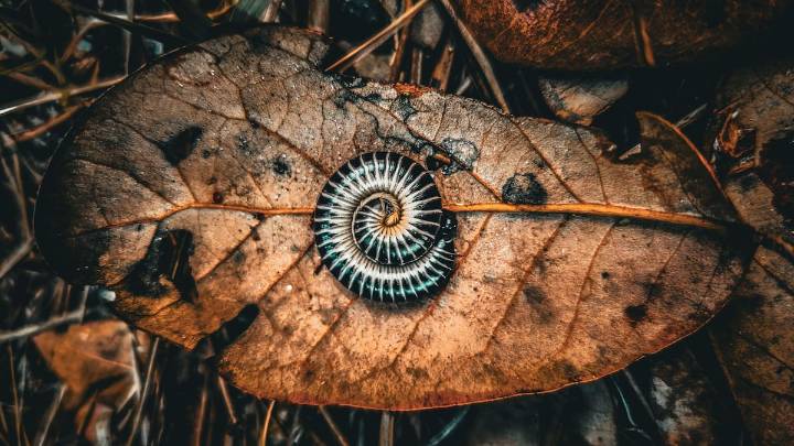 Unos investigadores tropiezan con criaturas parecidas a 'dragones' apareándose y resultan ser una nueva especie