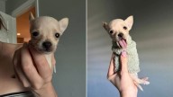 Florida Chihuahua Born Without Front Legs Becomes A Viral Sensation With Her Custom Wheels