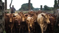 U.S. unveils plan to grow beef output, boosts Argentine quota