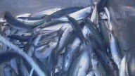 Planas pide á Comisión Europea que "tome nota" do esforzo da frota española no Mediterráneo