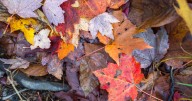 Fall color is rapidly appearing across central Maryland