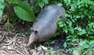 New Map Reveals Armadillo’s Rapid and Invasive Spread Across NC