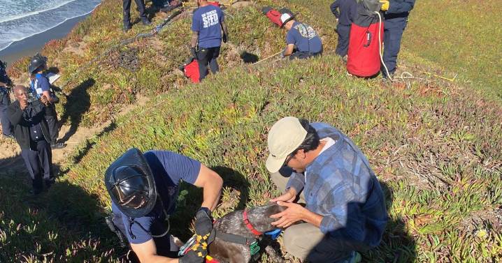 A San Francisco dog wags its tail and kisses rescuers after it's plucked from the side of a cliff