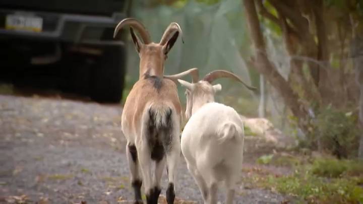 ‘They’re our kids’: Pa. man’s fight to keep his goats