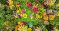 Gardens explode with stunning autumnal colors after long, hot summer