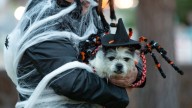 Tips to keep your furry friends healthy this Halloween