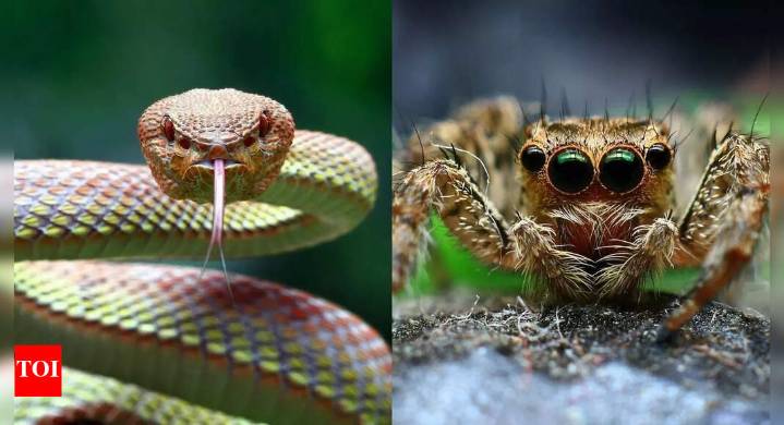 Snakes vs. Spiders: Understanding their venom and behaviour; which poses greater risk to humans