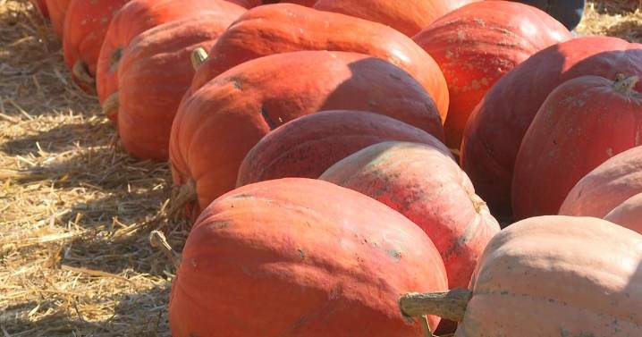 Hartsburg Pumpkin Festival brings fall to mid