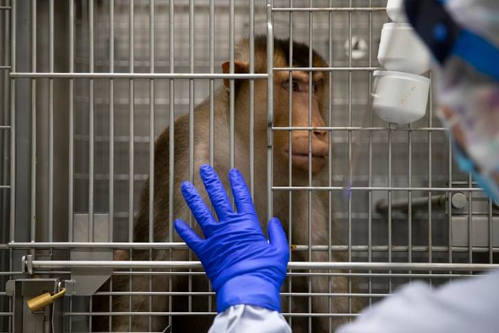 Trump might shut down UW’s Primate Research Center. Should he?