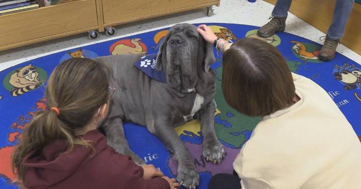 Meet Carmel Elementary School's therapy dog Enzo