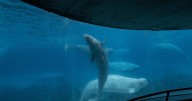 Marineland asks Ottawa for emergency cash to feed whales