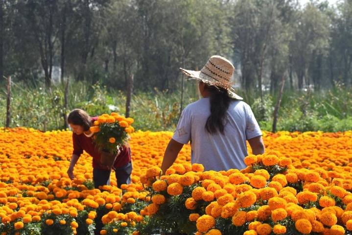 ¿Sabías que hay varios tipos de cempasúchil? Así puedes distinguir la flor mexicana