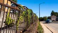 Rockford takes closer look before spending $600K on handrail