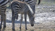 Three zebra foals born at Six Flags Wild Safari in New Jersey