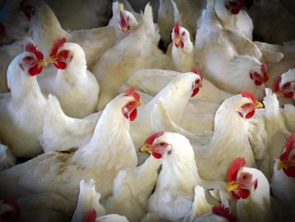 Prohibida la cría al aire libre de aves de corral en Aragón por la amenaza de gripe aviar