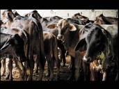 Liberan más moscas contra gusano barrenador