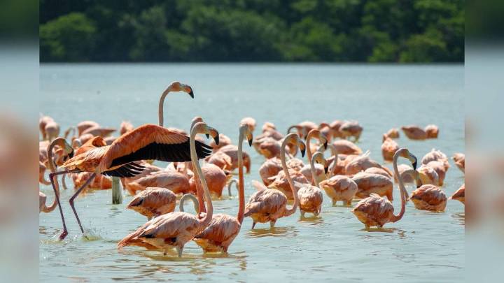 Breathtaking Pink Hues: Hundreds of Flamingos Flock to Thoothukudi Coast India News