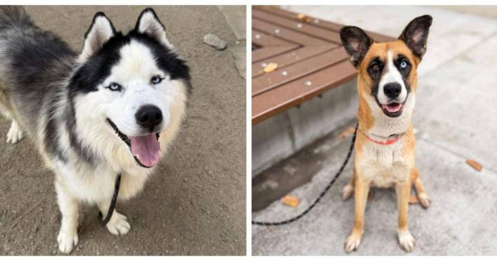 Meet Squidward and Roberta: Eastsider Pets of the Week!