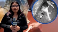 Indignación en Ayacucho por muerte de perrito acuchillado; piden justicia y aplicación de la Ley de Protección Animal