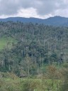 Tropical Gardening: Peru’s history, palms and epiphytes make it amazing to visit