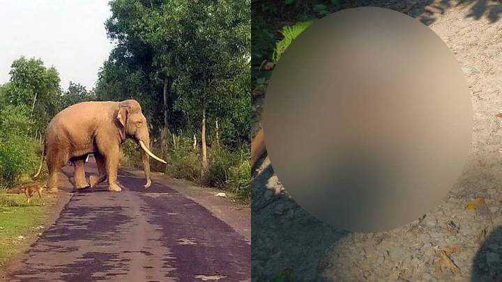 Arunachal: Two villagers trampled to death by wild elephants in Namsang